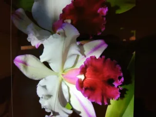 Brassolaeliocattleya Ann Cleo (Merriclone)