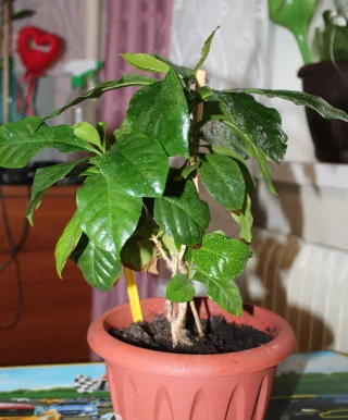 Кофейчики.