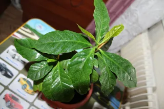 Кофе.