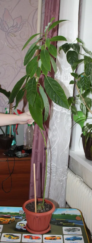 Мой Авокадик.