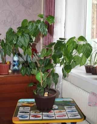 Гибискус махровый красный.