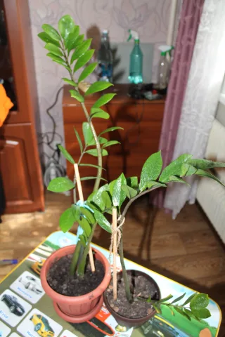 Замики.