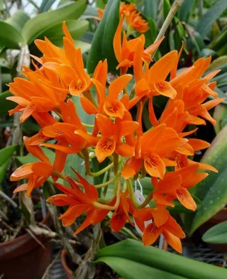 Cattleya Aurantica