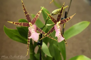 Bratonia (Miltassia) Shelob ‘Tolkien’