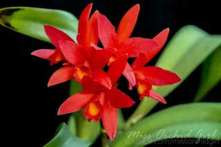 Cattlianthe Rojo