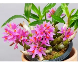 Dendrobium dwarf hibiki