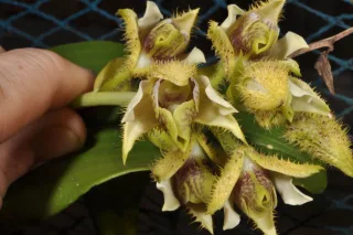 Dendrobium setigerum