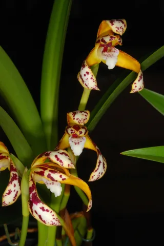 Maxillaria Picta