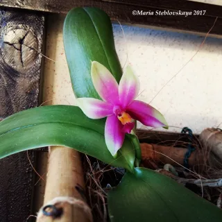 Phalaenopsis bellina