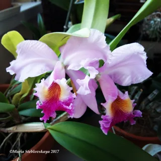 Cattleya labiata