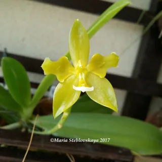 Phalaenopsis cornu-cervi var. flava