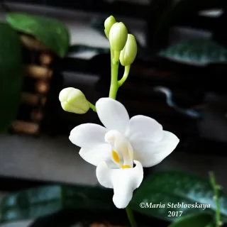 Doritis pulcherrima var. alba