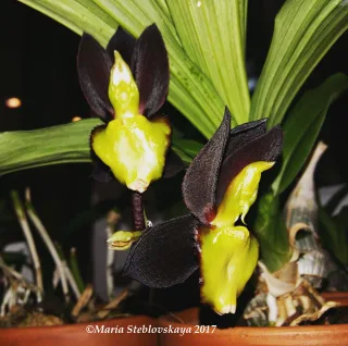Catasetum tenebrosum