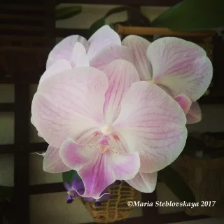 Phalaenopsis Younghome "Princess"