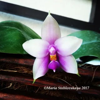 Phalaenopsis Samera Blue