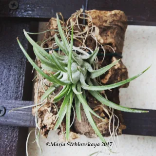 Tillandsia ionantha