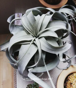 Tillandsia xerographica