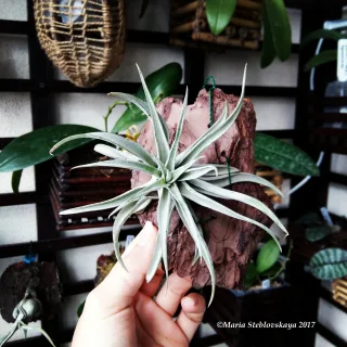 Tillandsia aeranthos
