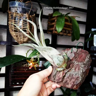 Tillandsia Caput Madusae
