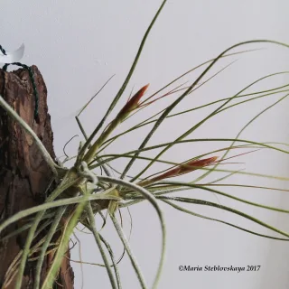 MS Greenhouse