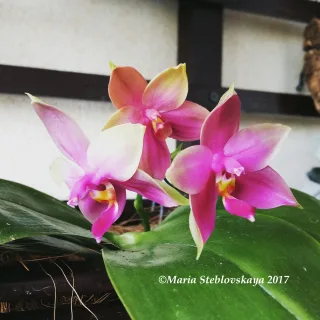 Phalaenopsis violacea var. Malaysia