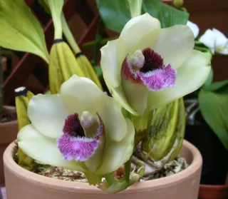 Бифренария