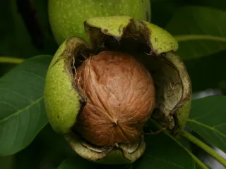 Орех грецкий