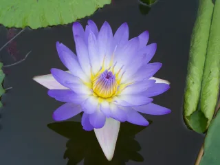 Nymphaea Alba