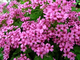 Кислица розовая