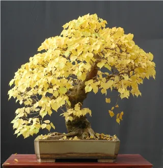 Липа сердцевидная