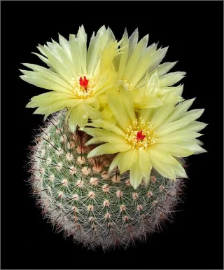 Нотокактус (notocactus submammulosus)