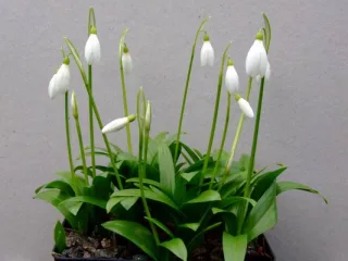 Подснежник