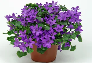 Кампанула