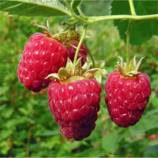 Малина обыкновенная