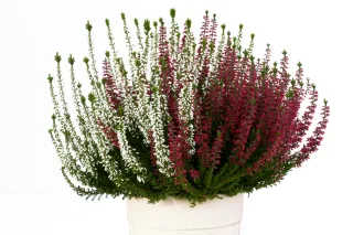 Вереск