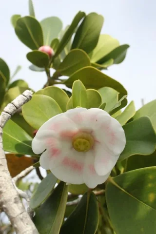 Клузия розовая