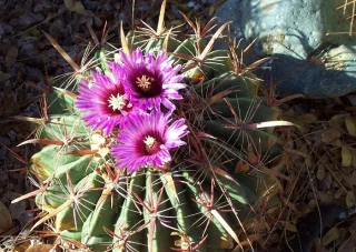 FEROCACTUS RECURVUS (FEROCACTUS LATISPINUS)