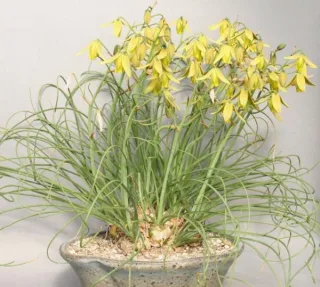 Альбука