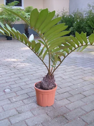 Замия шершавая