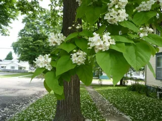 Катальпа