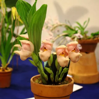 IRINA  BLUMEN