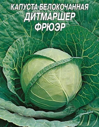 Капуста белокочанная 'Дитмаршер фрюер'
