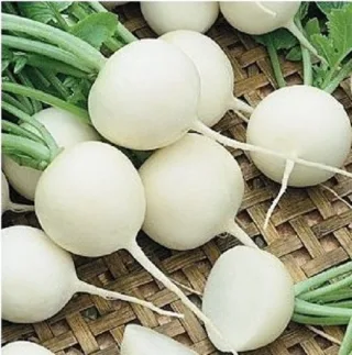 Редис 'Вировский белый'