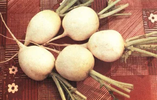 Редис 'Альба'