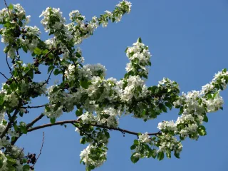 Яблоня мелкоплодная