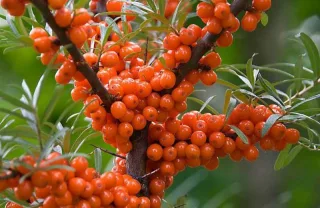 Облепиха 'Саяна'