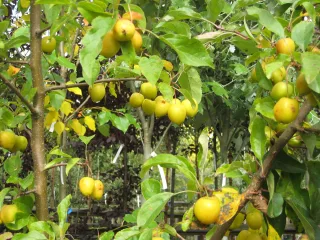Яблоня лесная