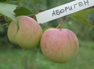 Яблоня 'Абориген'