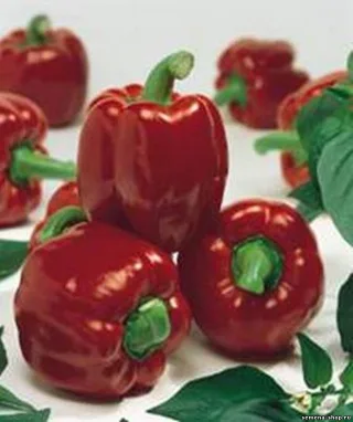 Овощная грядка