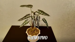 Ароидные
